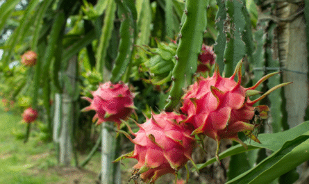 How to Grow Purple Dragon Fruit From Cuttings
