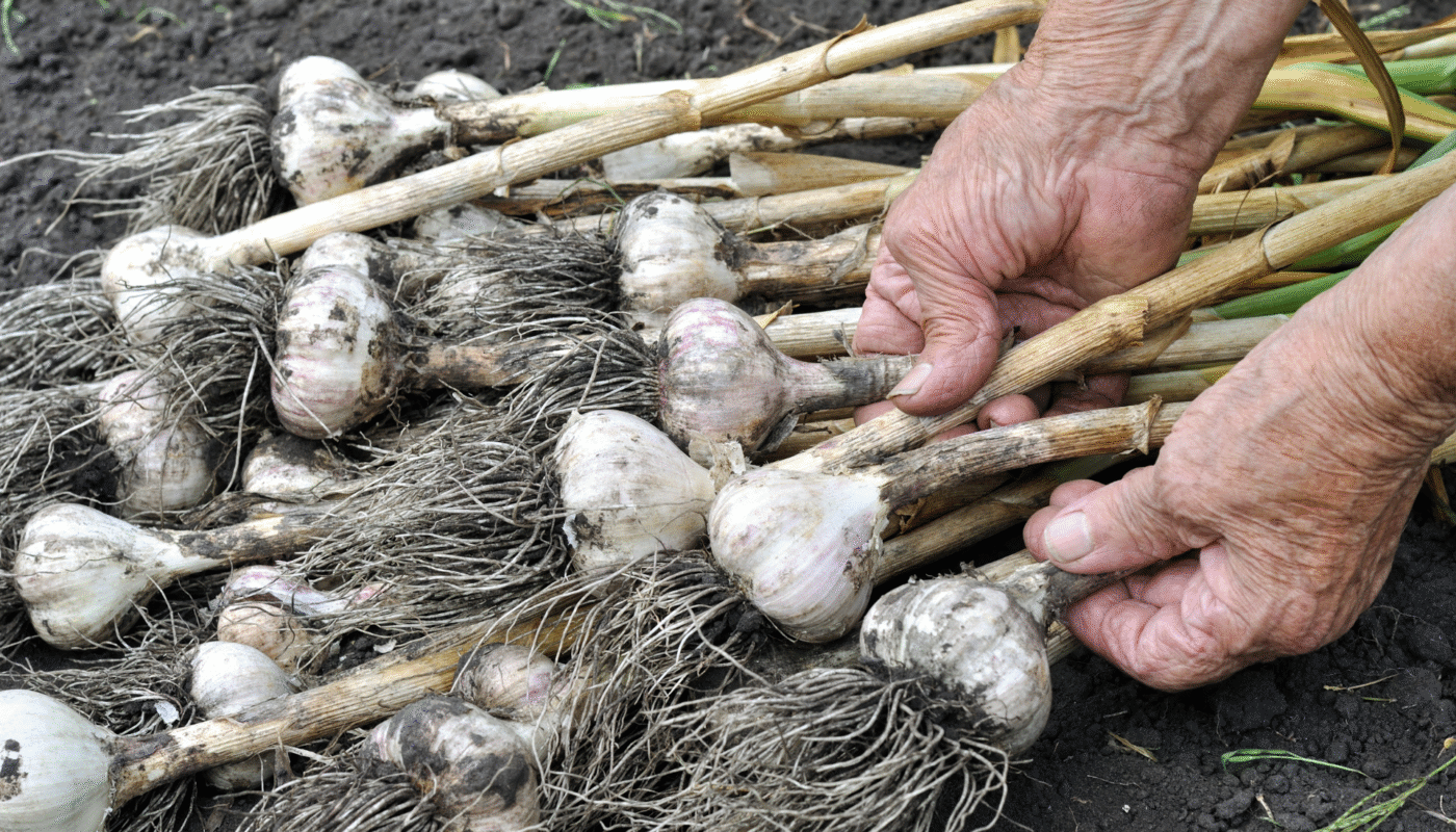 How to Know When Garlic Is Ready to Harvest