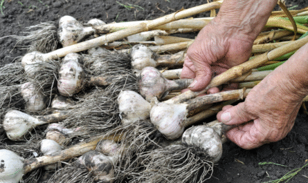 How to Know When Garlic Is Ready to Harvest