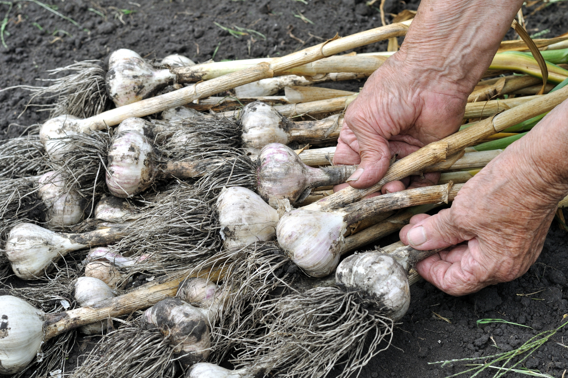 How to Know When Garlic Is Ready to Harvest