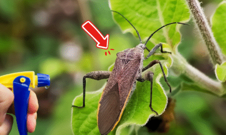 How to Permanently Keep Squash Bugs Out of Your Garden for Good