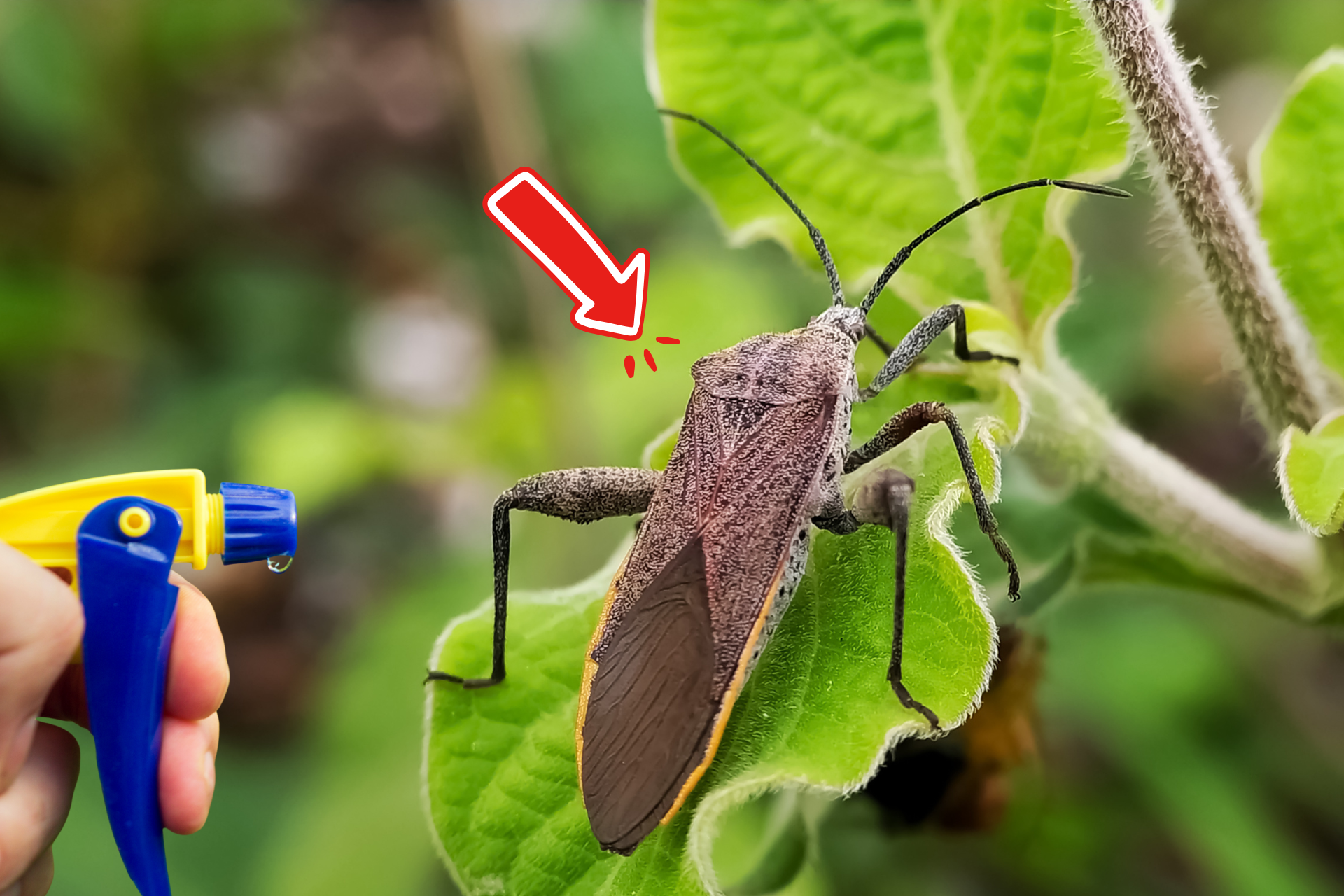 How to Permanently Keep Squash Bugs Out of Your Garden for Good