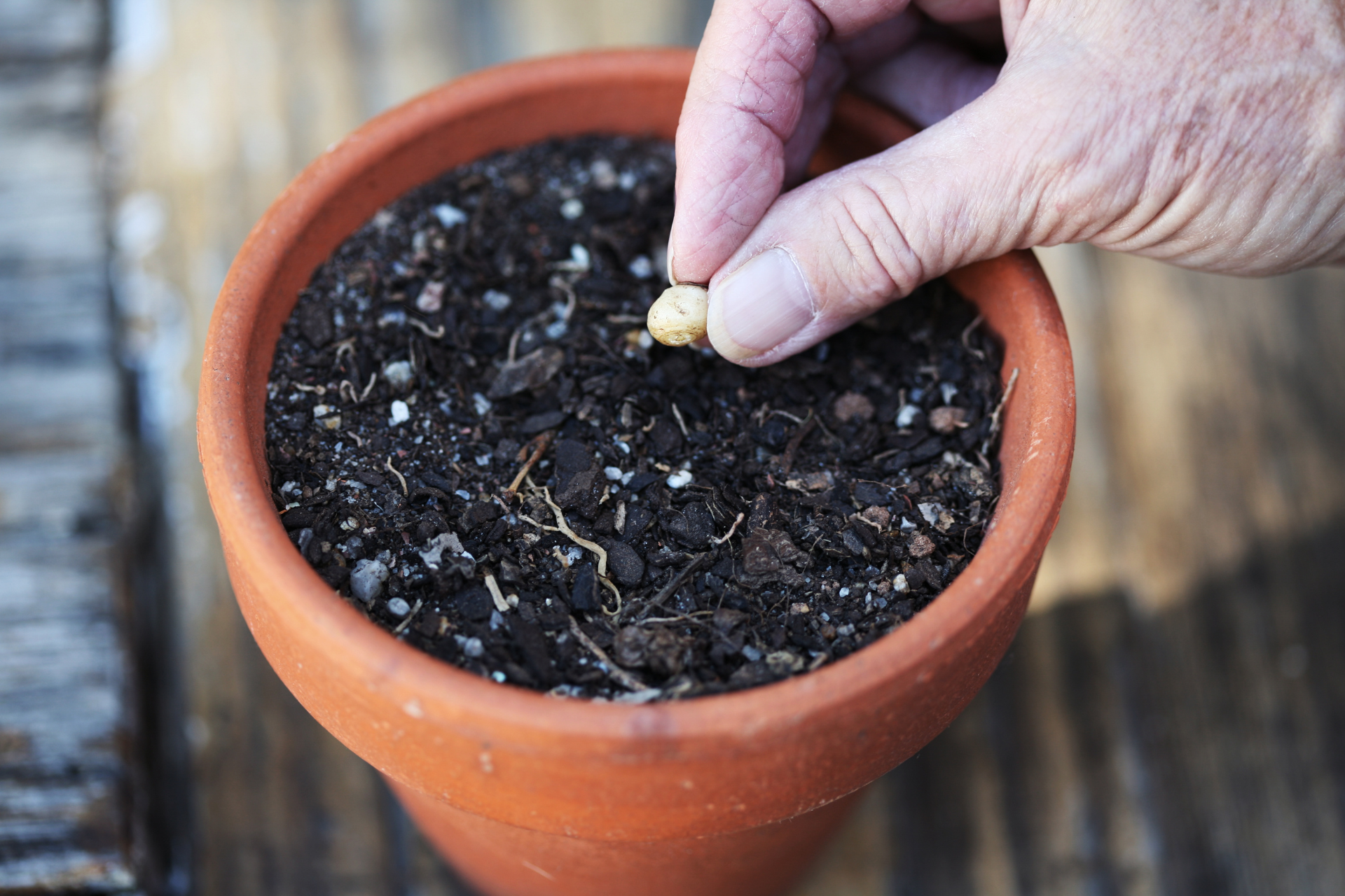 Kitchen Staples That Help with Germination