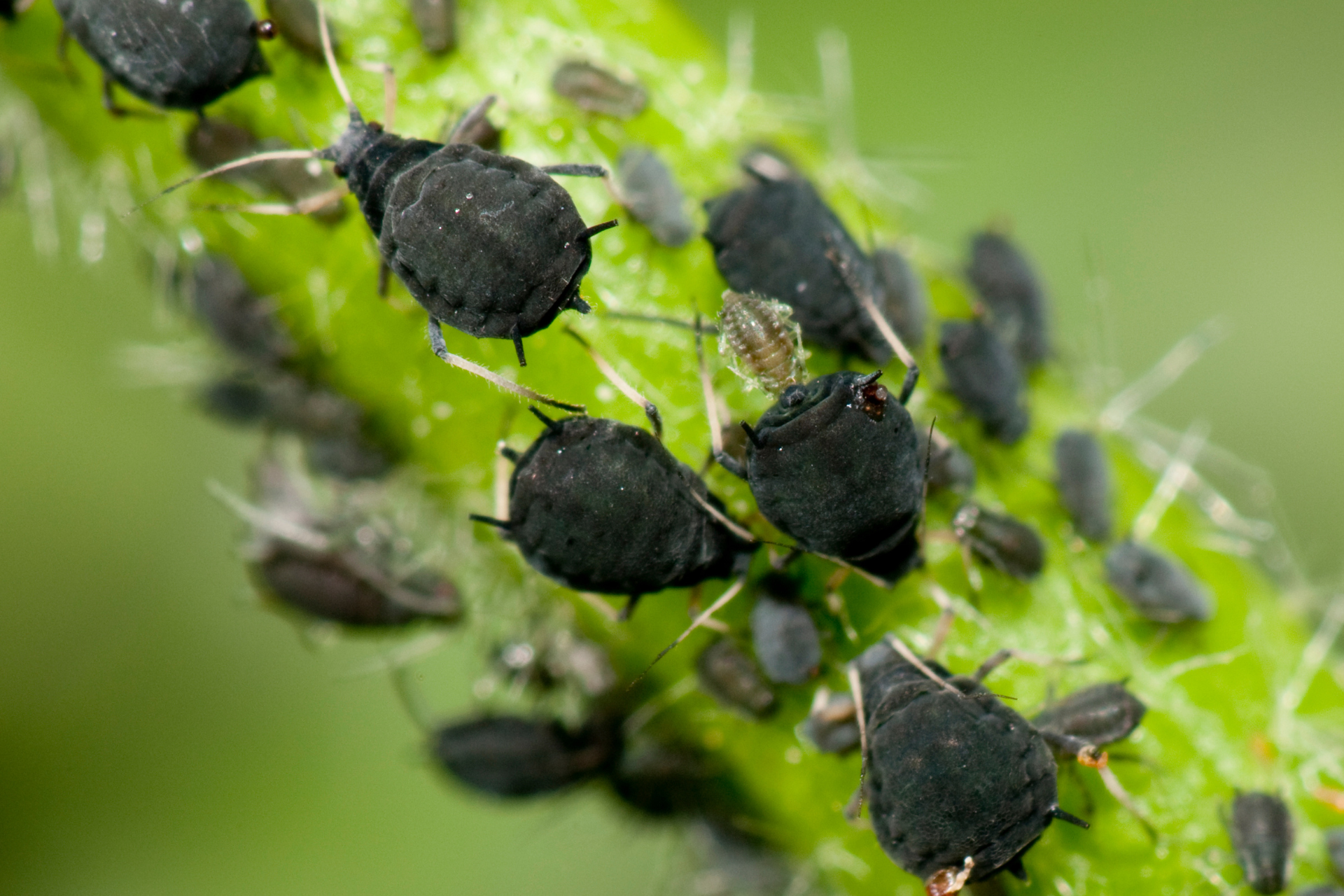 Pest Control with potato peels