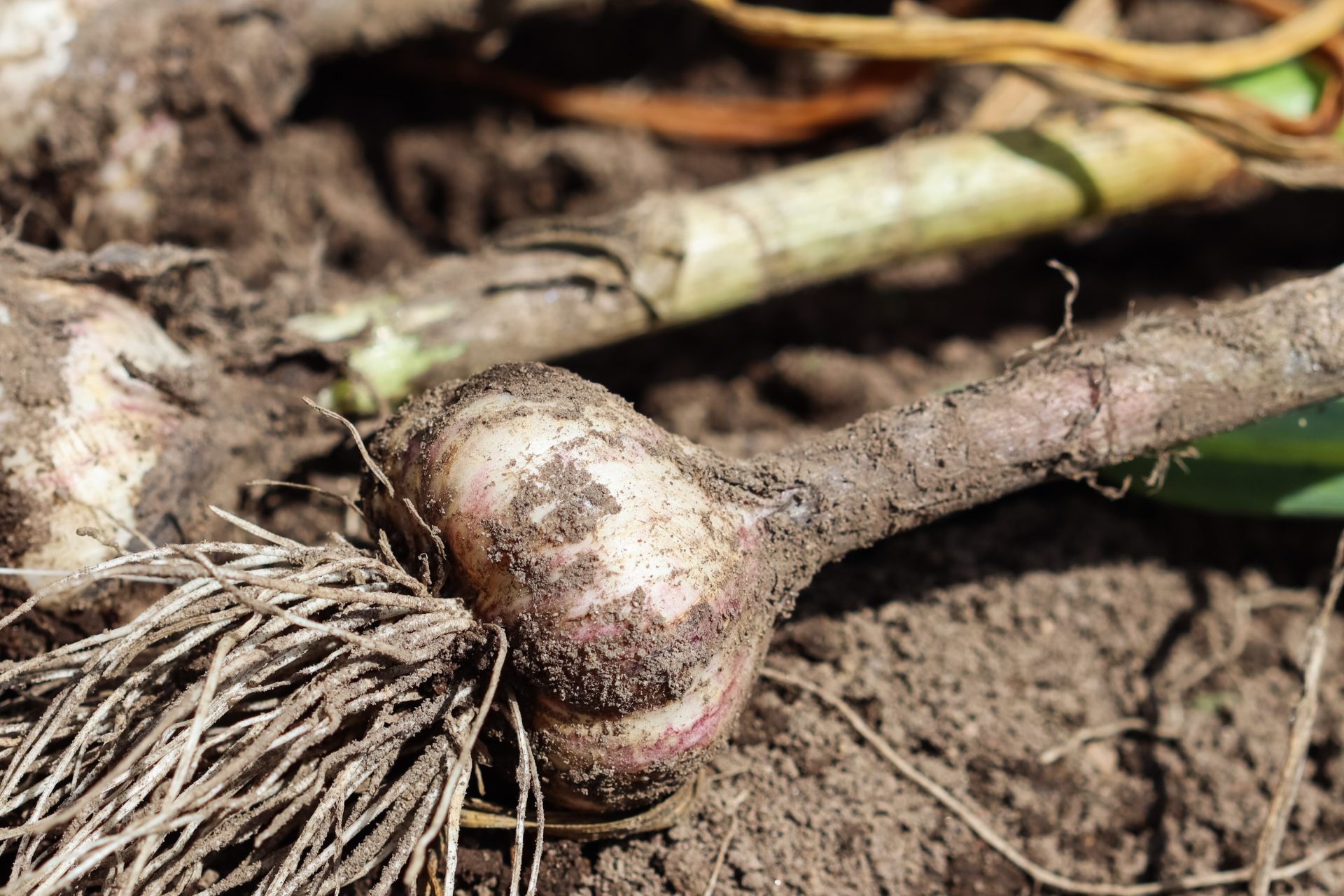 Saving Seed Garlic