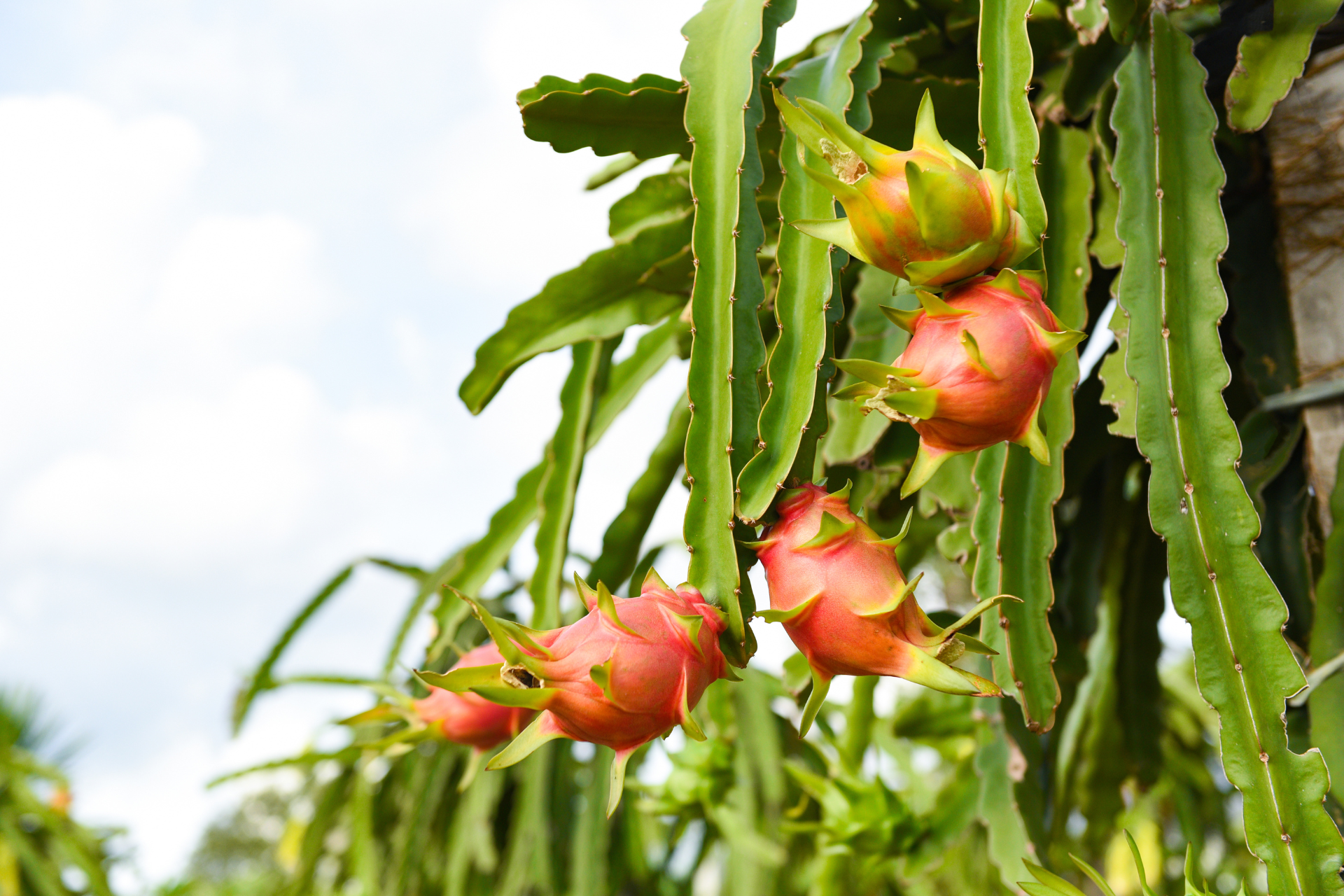 Seed Starting Mix for dragon fruit