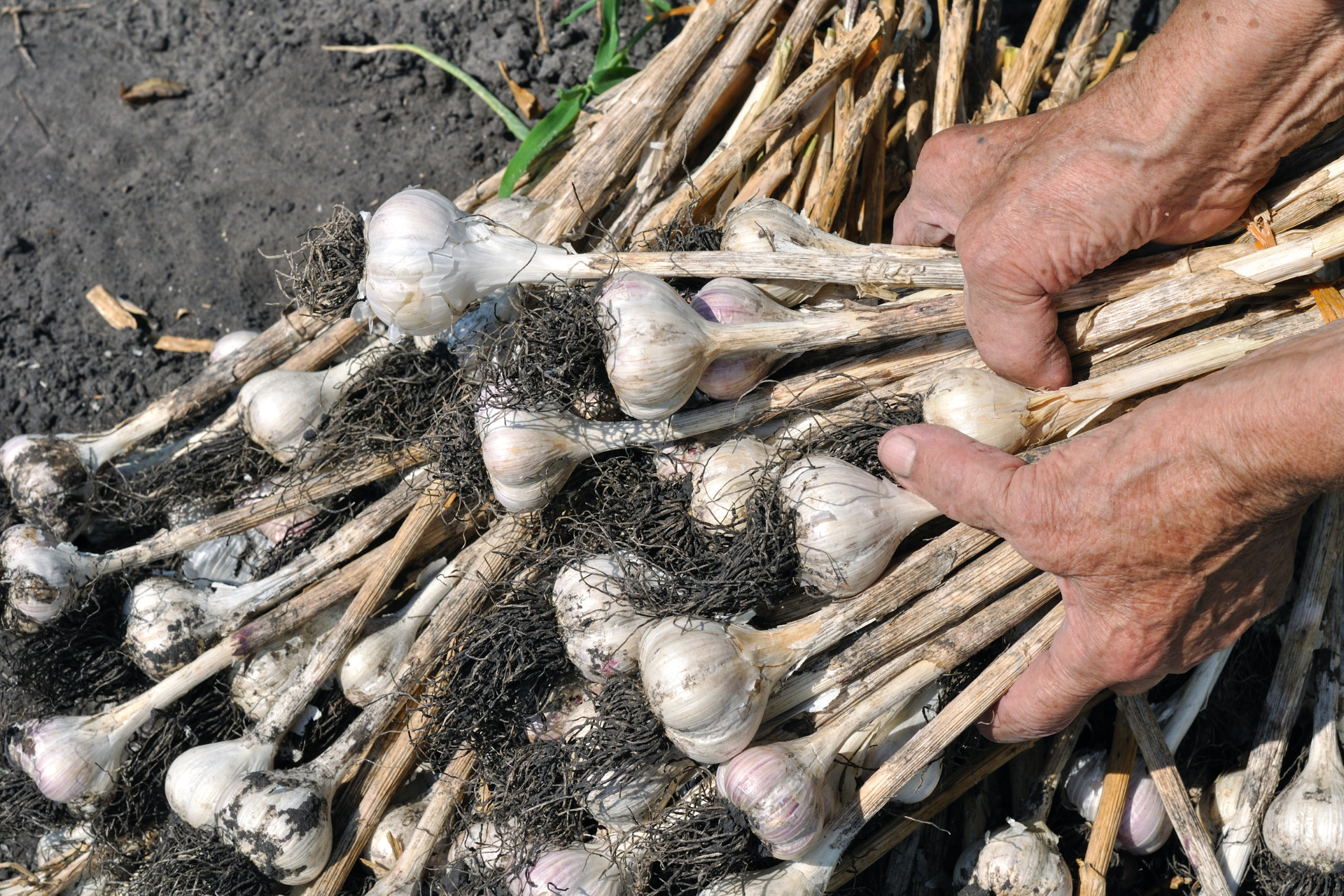 Storage Tips for garlic