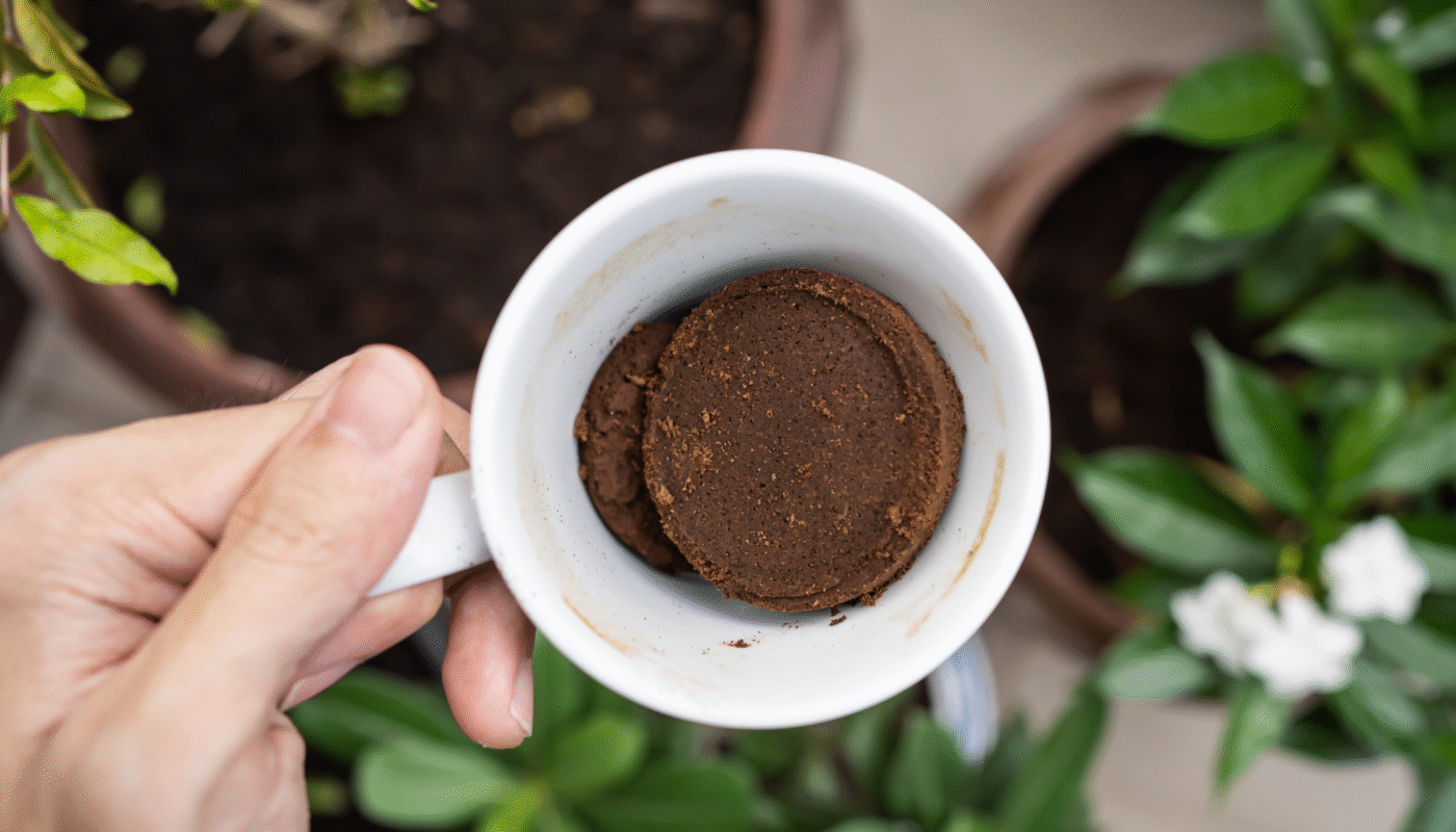 The Right Way to use coffee grounds for lawns