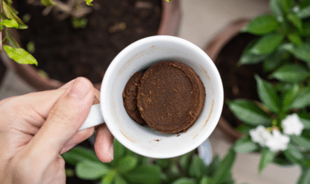 The Right Way to use coffee grounds for lawns