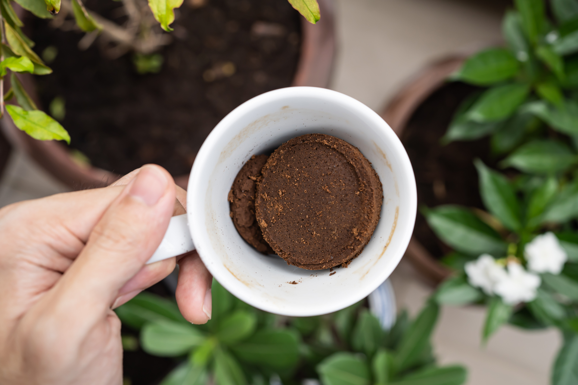 The Right Way to use coffee grounds for lawns