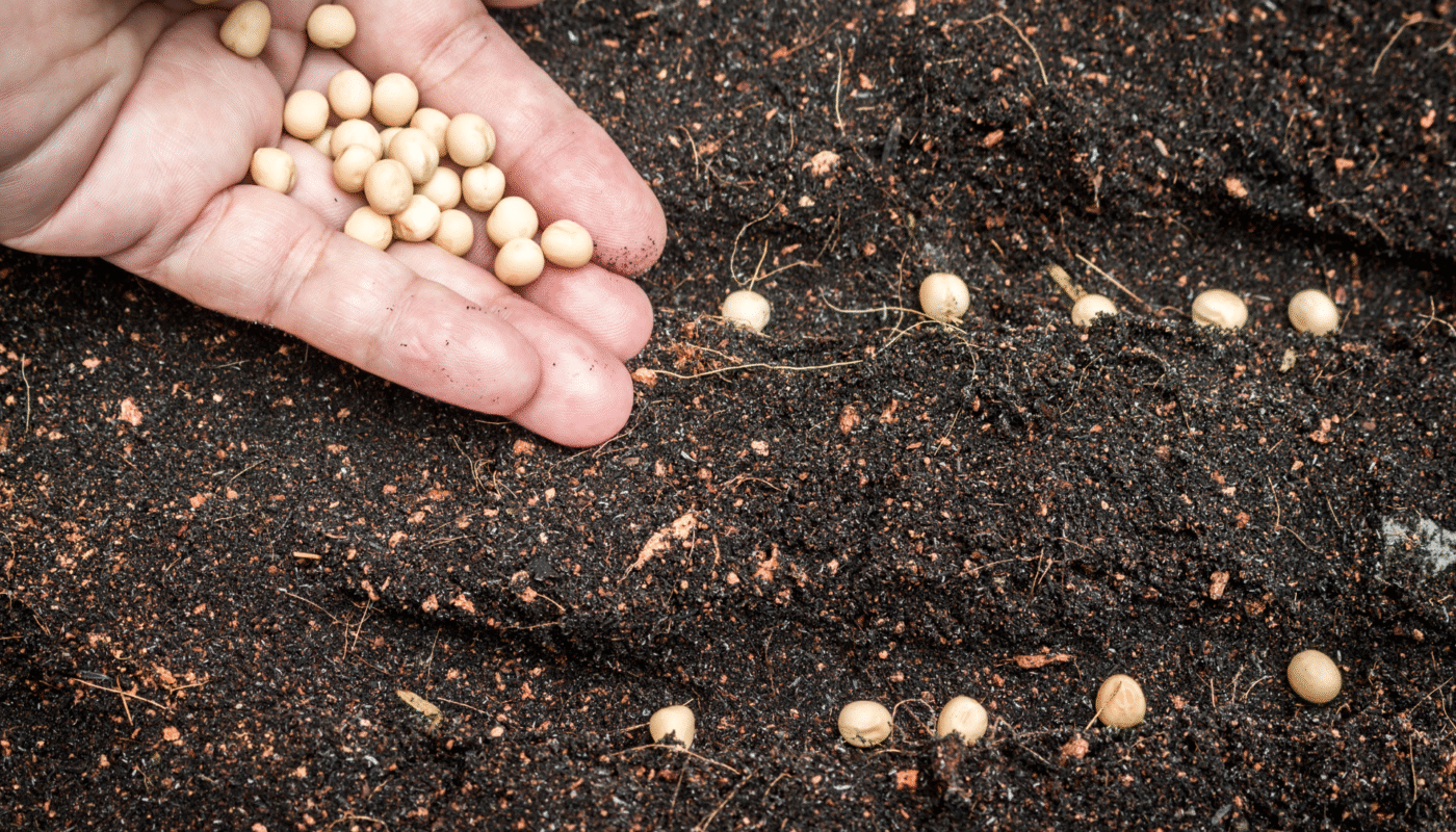 The Secret To Getting Plants To Germinate