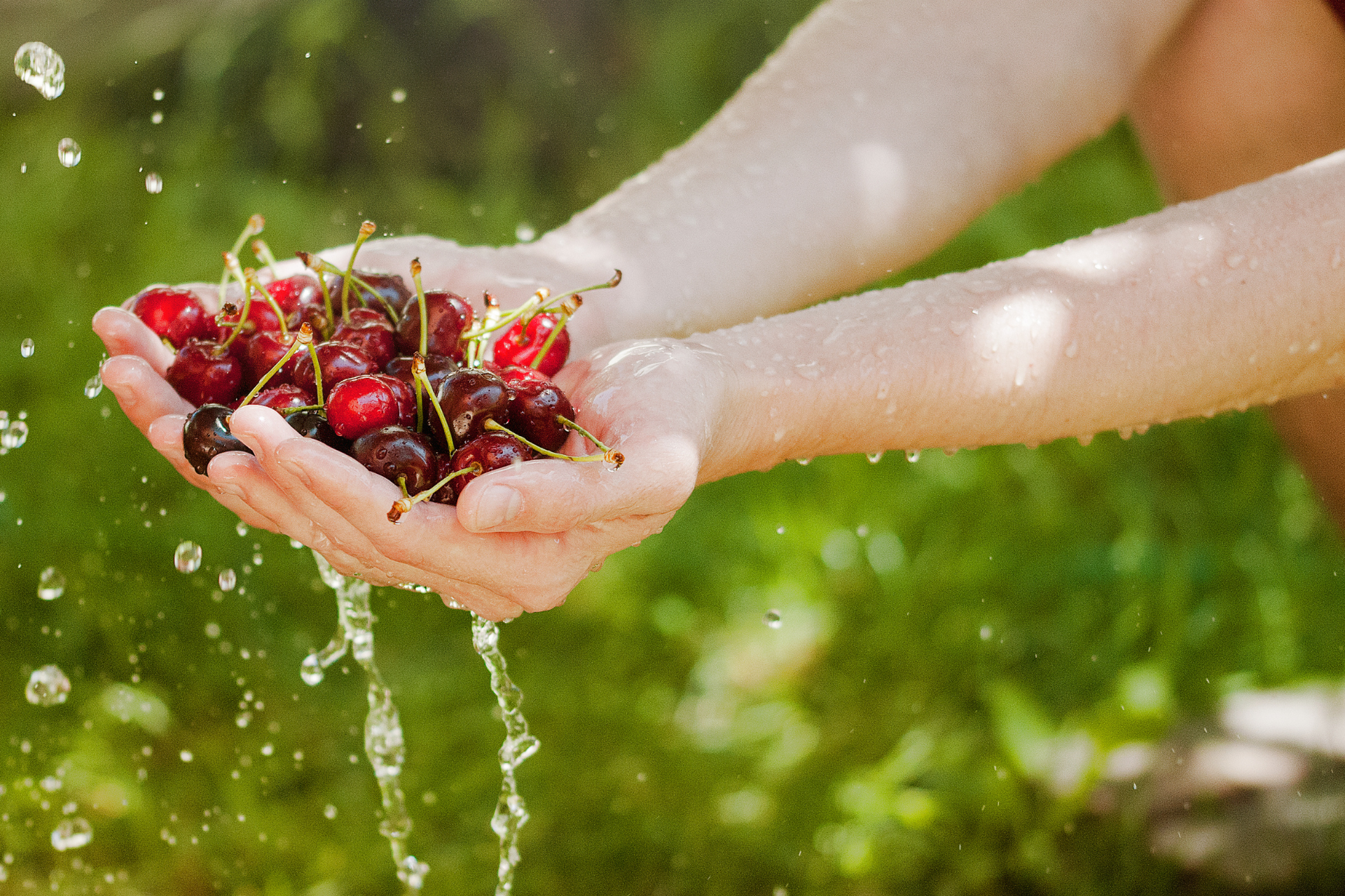 Washing Cherry Fruit 
