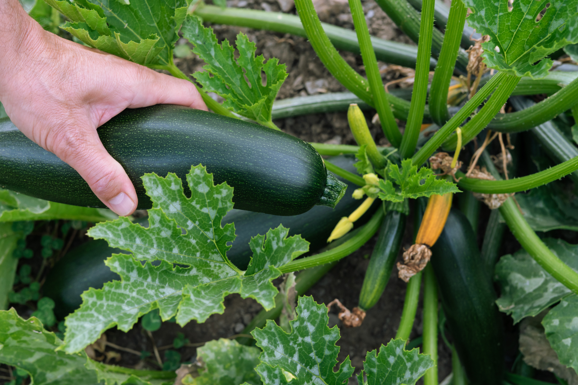When and How to Harvest Zucchini Fruit 