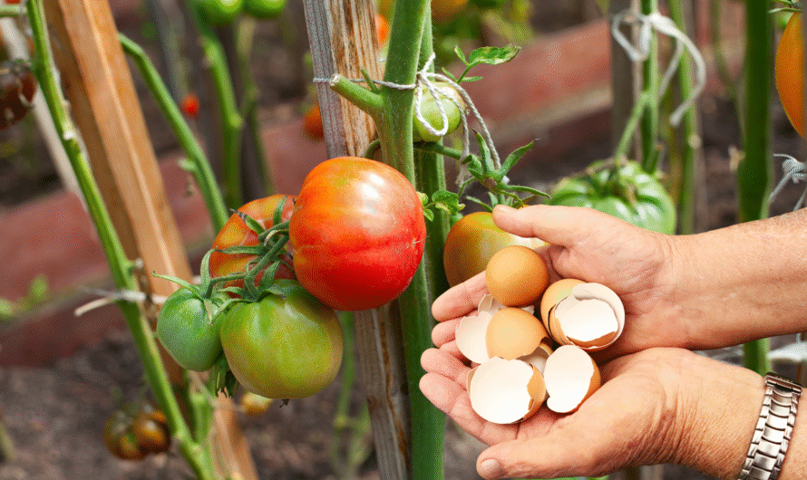 Why You Should Start Sprinkling Eggshells Around Your Tomato Garden