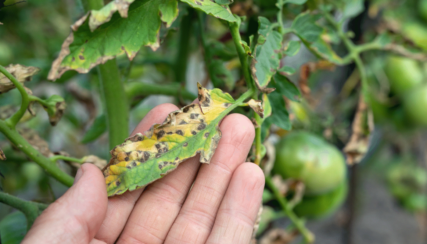 Why Your Tomato Plants Have Black Spots and How to Fix Them