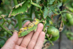 Why Your Tomato Plants Have Black Spots and How to Fix Them