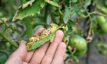 Why Your Tomato Plants Have Black Spots and How to Fix Them