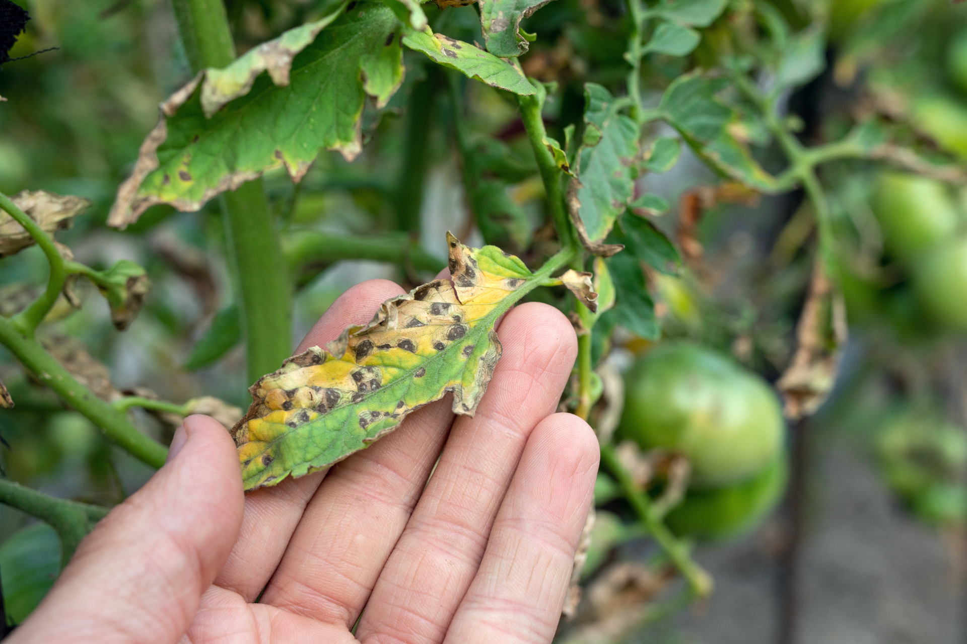 Why Your Tomato Plants Have Black Spots and How to Fix Them