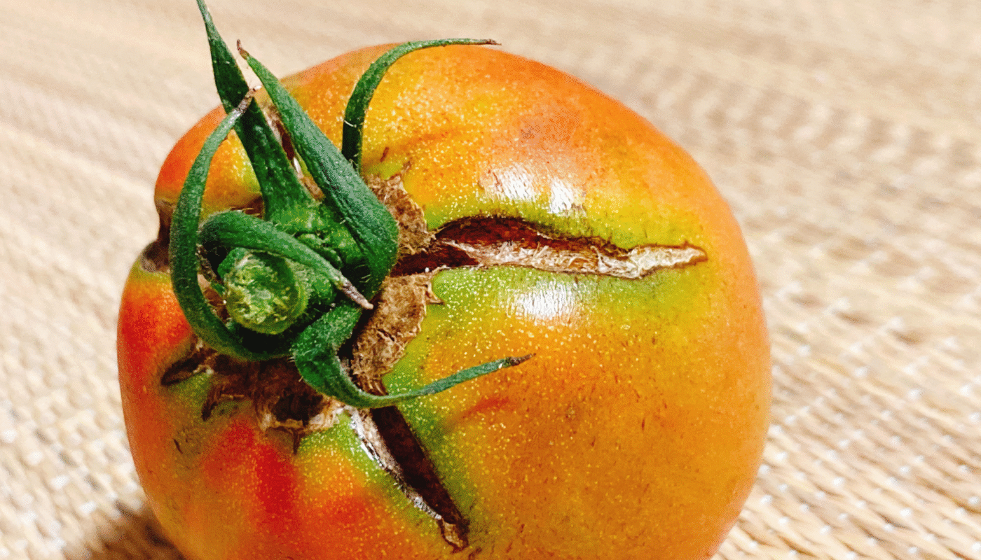 Why your tomato fruit is cracking