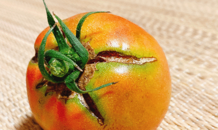 Why your tomato fruit is cracking
