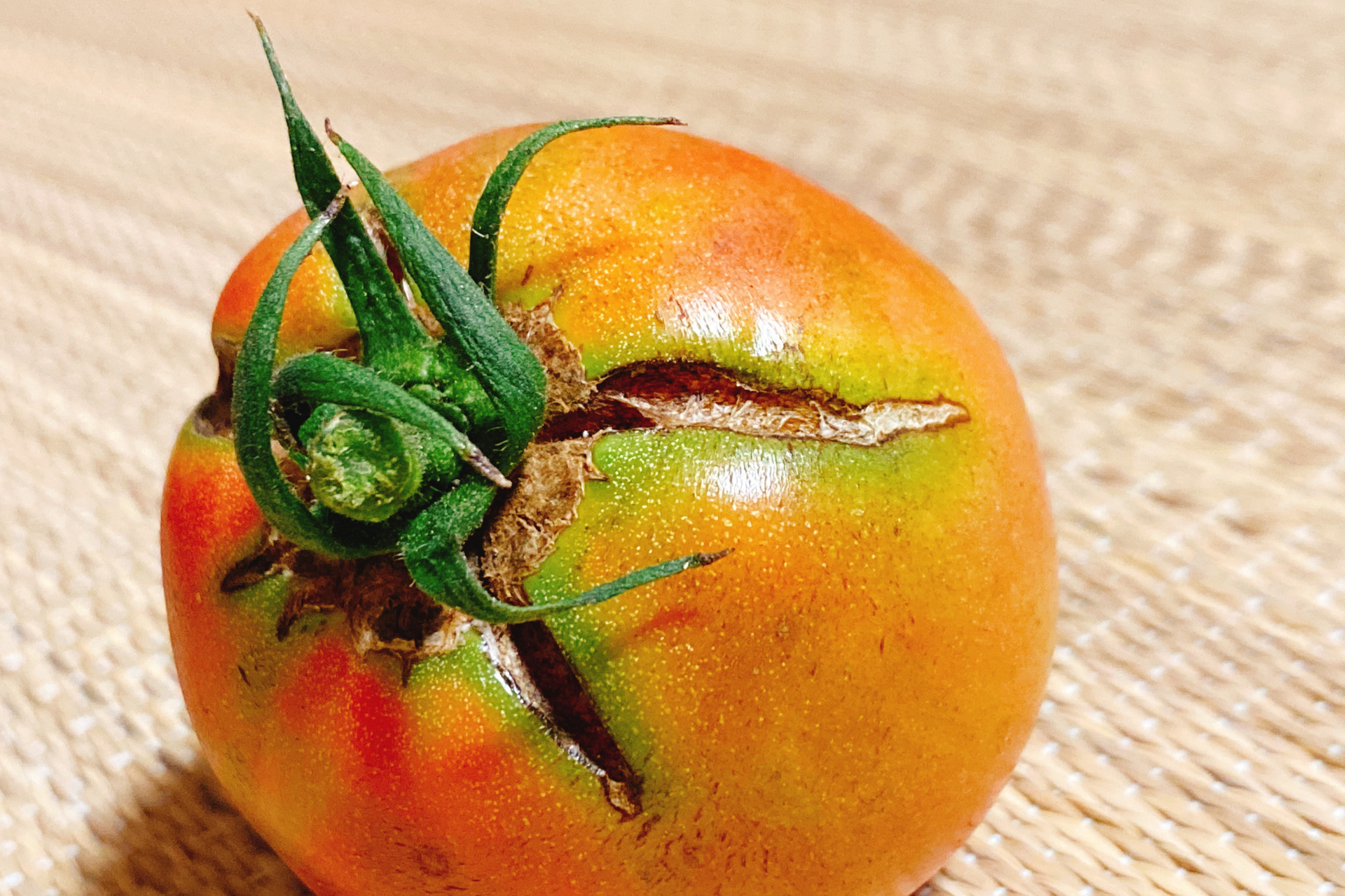 Why your tomato fruit is cracking