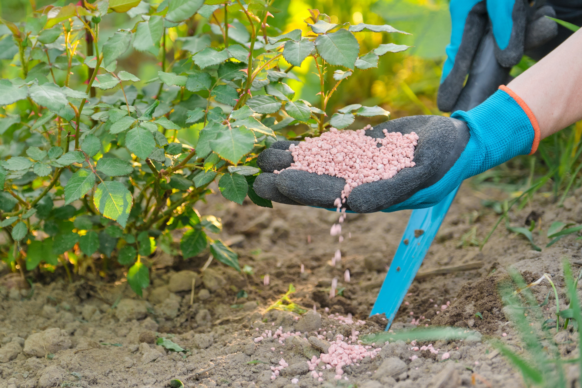 Working with Rock Phosphate for Long-Term Gains