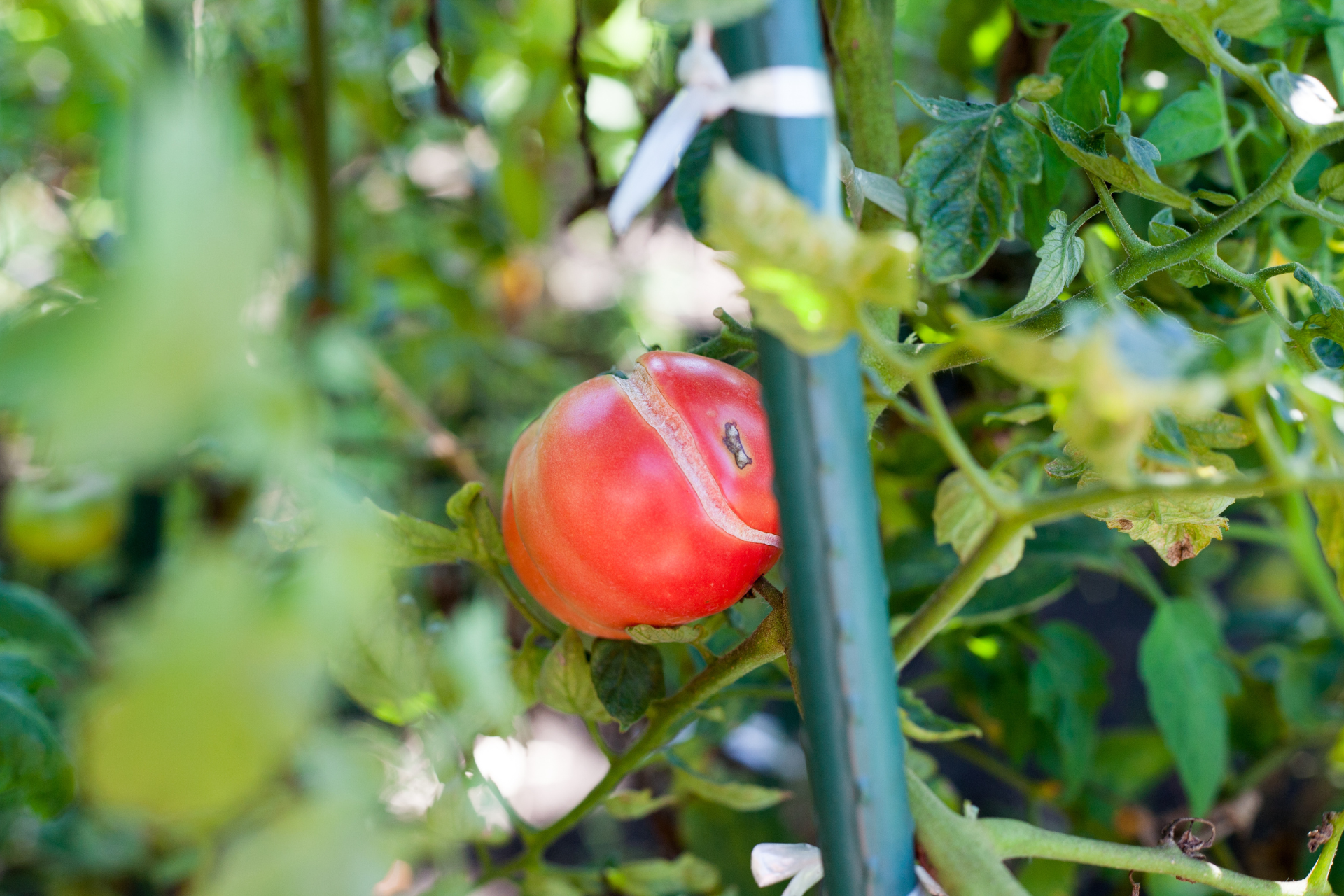 cracked tomatoes on plant