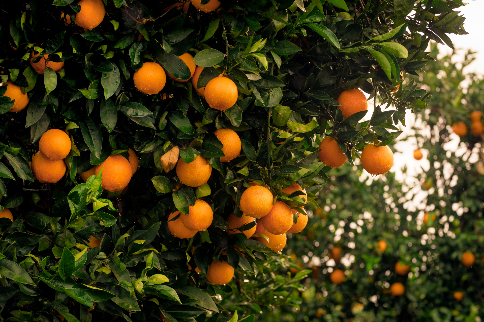 health of your fruit trees 