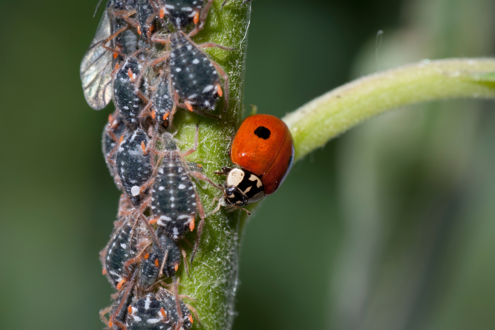 pest-free vegetable garden
