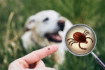 17 Plants That Will Keep Ticks Out of Your Yard