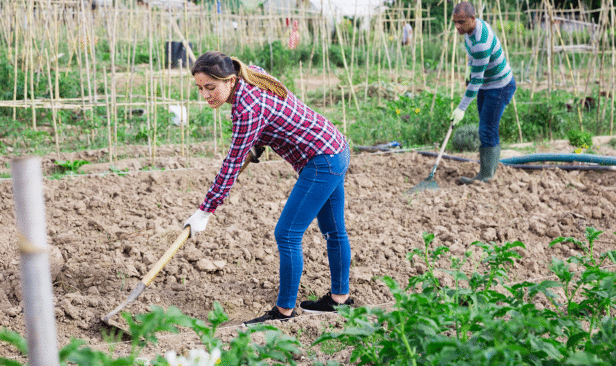 5 Easy Ways to Keep Your Soil Healthy and Fertile