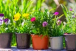 8 Flowers You Should Never Grow in Pots
