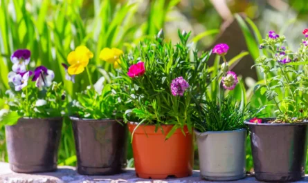 8 Flowers You Should Never Grow in Pots