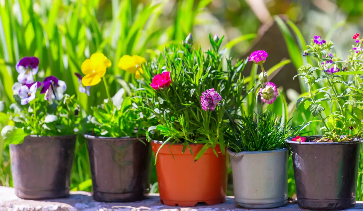 8 Flowers You Should Never Grow in Pots