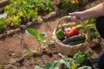August Is Your Last Chance to Sow These 7 Vegetables