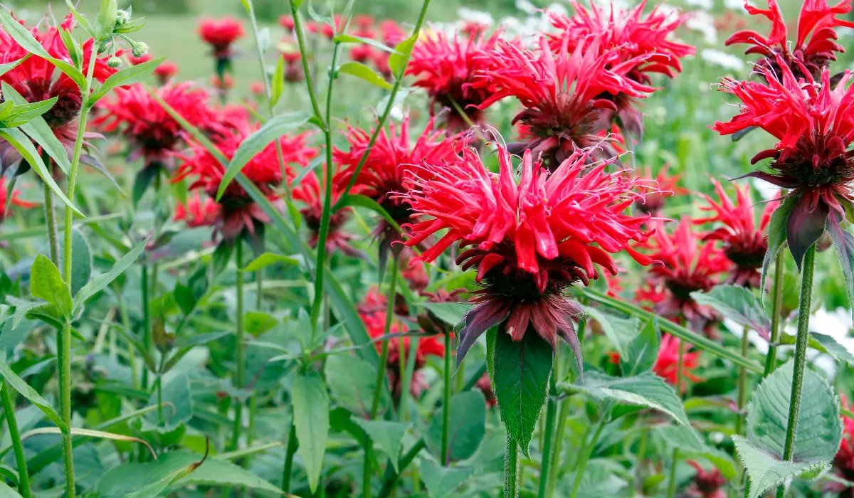 Bee Balm