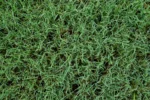 Bermuda Grass