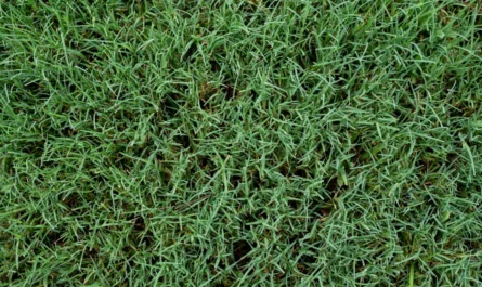 Bermuda Grass