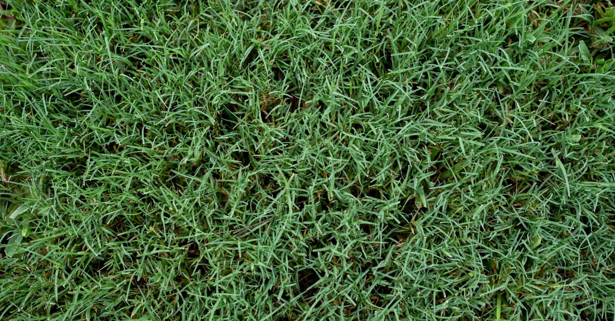 Bermuda Grass