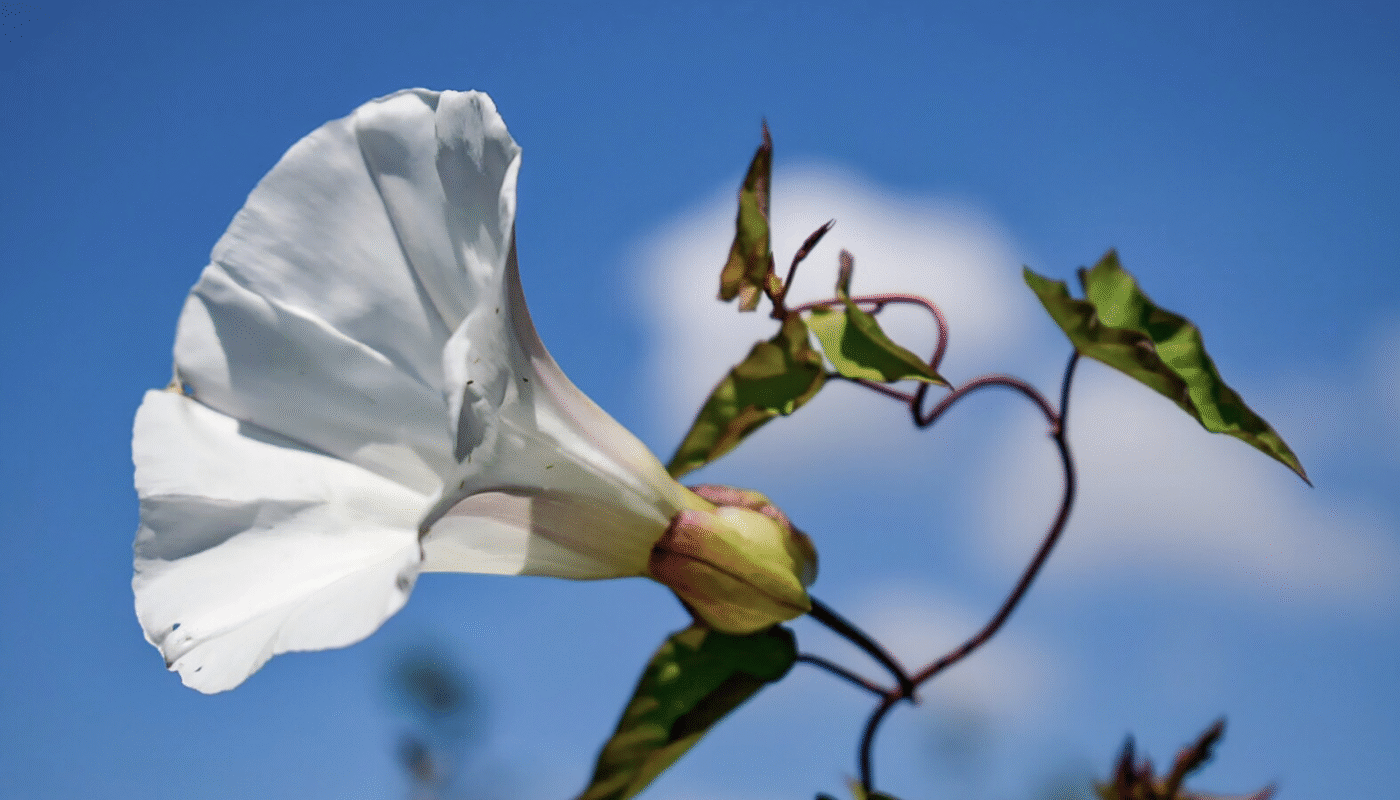 Bindweed