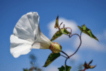 Bindweed