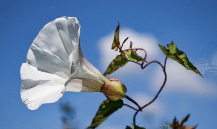 Bindweed