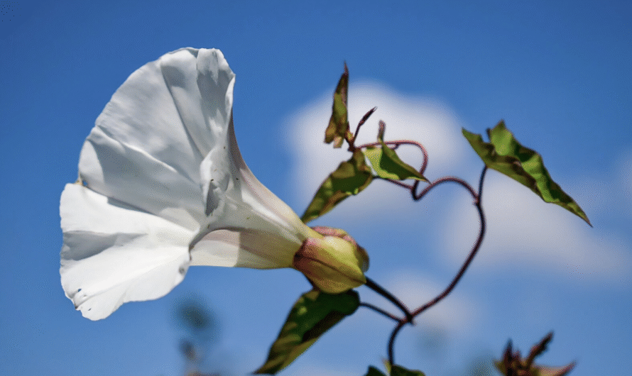 5 Unexpected Reasons Bindweed Could Be Good for Your Garden According to Experts