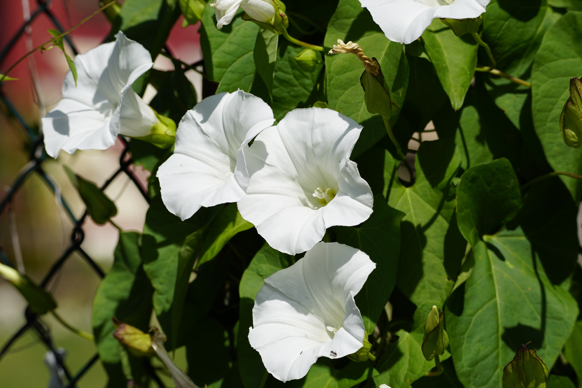 Bindweed doesn’t have to be your nemesis