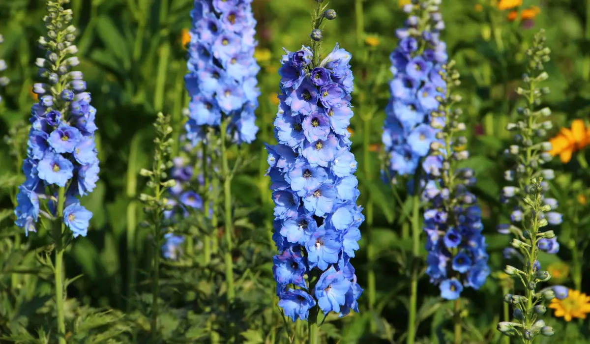 Delphinium