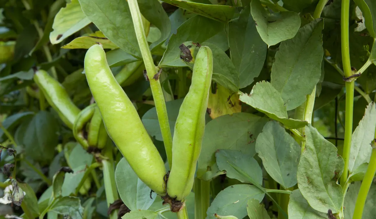 Fava Beans Growing