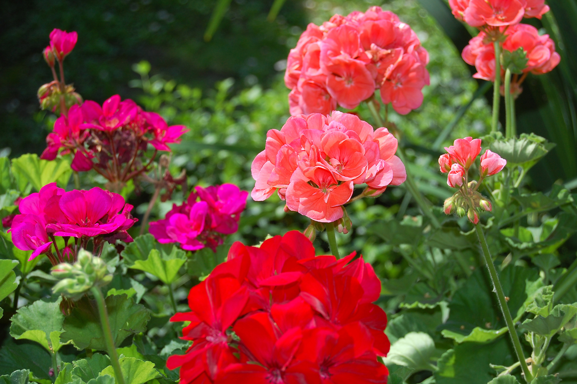 Geraniums