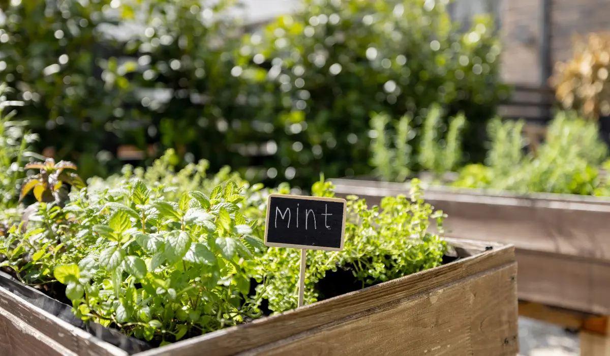 Growing Mint Plant