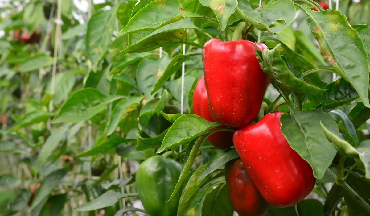Growing Pepper Plants