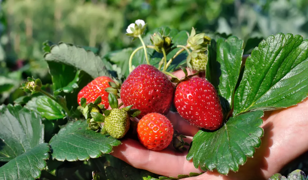 Growing Strawberry Plants